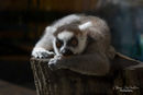 Lemur
