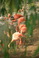 Flamingoland