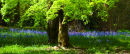 Westonbirt Bluebells