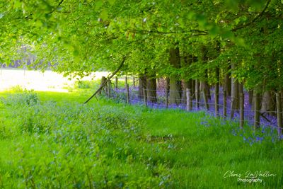 Bluebells, Dockey Wood