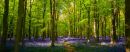 Dockey wood bluebells