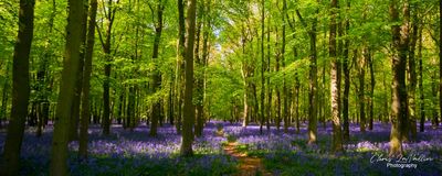 Bluebells, Dockey Wood
