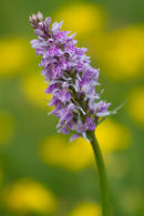 Fragrant orchid