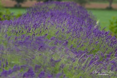 Jersey Lavender