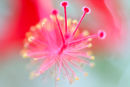 Passion Flower