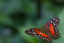 Red Admiral
