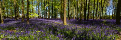 Bluebells, Dockey Wood