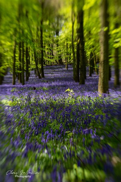 Bluebells, Dockey Wood