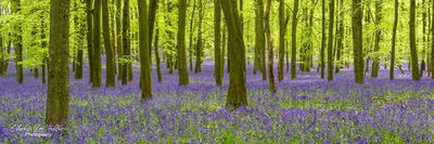 Bluebells, Dockey Wood