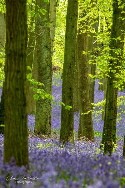 Bluebells, Dockey Wood