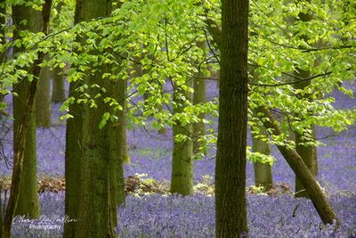 Bluebells, Dockey Wood