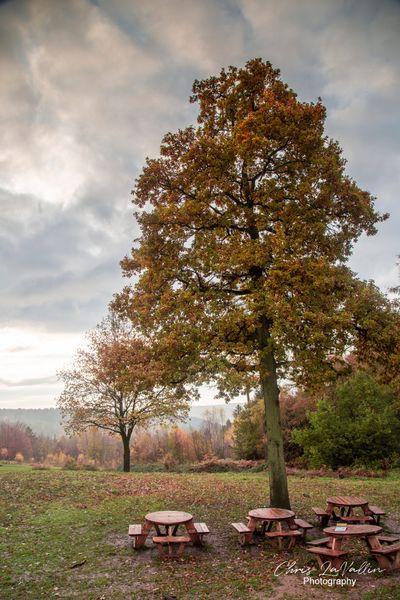 Wendover Woods