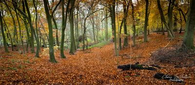 Whiteleaf Woods