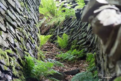 Miner's path, Dinorig, Llanberis