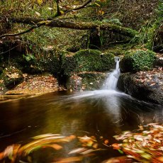 Briar Burn