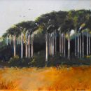 Penn Coppice, Dorset