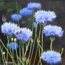 Cornflowers