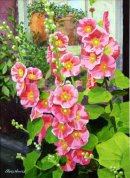 Hollyhocks