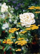 Iceberg Rose with Achillea