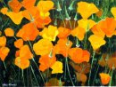Californian Poppies