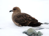 Antarctic Skua