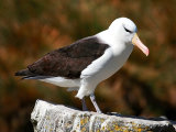 Albatross #2