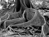 200 Year Old Rubber Tree Roots