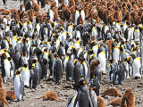 King Penguin Colony #5