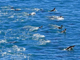 Swimming King Penguins