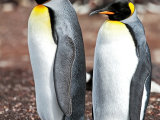 Male and Female King Penguins