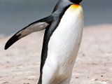 King Penguin #5