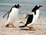 Gentou Penguins #2