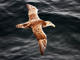 Southern Giant Petrel