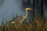 Walking Heron