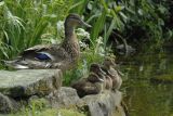Duck Family