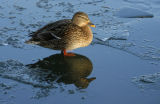 Partly Lite Duck