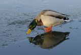 Duck on Ice