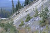 Wolf on the Icefields Parkway