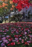 Red Leaves