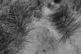 Grasses