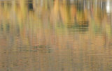 Fall Colours