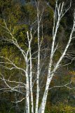 White Tree in White Mountains