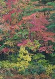 Colours of Fall