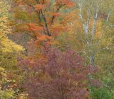 Seasonal Colours