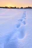 Snow Shoe Tracks 2