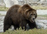 Bear Study