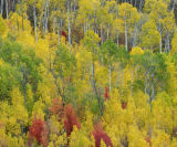 Aspen Fall