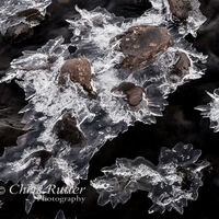 Ice stars