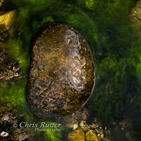Rock and algae movement