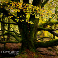 Autumn beech tree